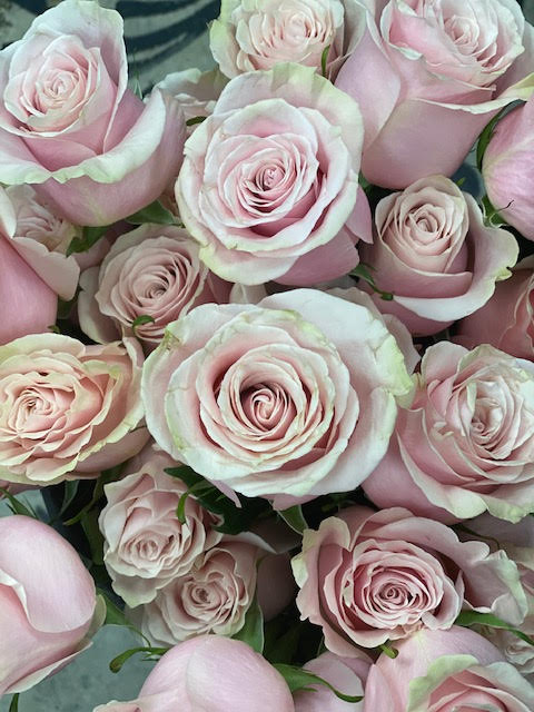 Antique pink mondial Roses
